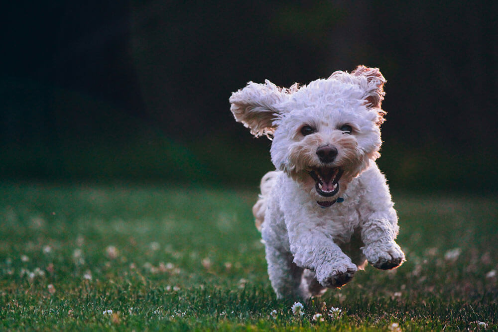 Behind the Scenes of the Sudzy Pup Salon Podcast – Dog Groomer’s Guide to the Universe